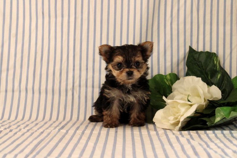 puppy, for, sale, Morkie, Matthew B. Stoltzfus, dog, breeder, Gap, PA, dog-breeder, puppy-for-sale, forsale, nearby, find, puppyfind, locator, puppylocator, aca